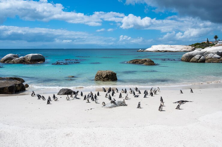 famous boulders beach with african penguin colony cape town